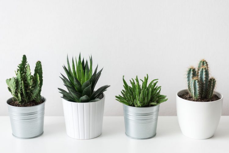 plants