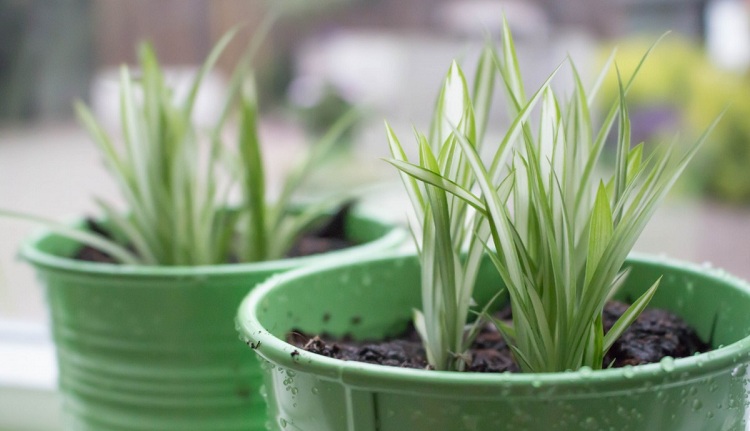 Fake plants for decoration