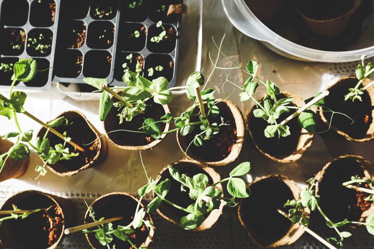 plants