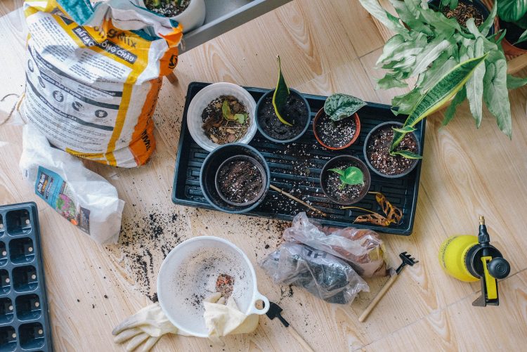 preparing plants for moving